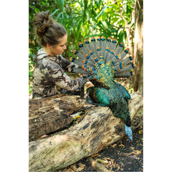 5-day Campeche Jungle Ocellated Turkey Hunt for One Hunter