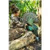 Image 1 : 5-day Campeche Jungle Ocellated Turkey Hunt for One Hunter