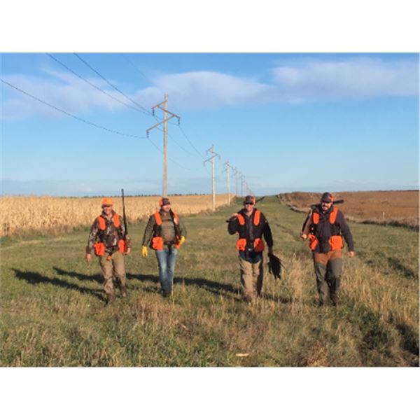 1-day South Dakota Ringneck Pheasant Hunt for Four Hunters