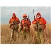 Image 2 : 1-day South Dakota Ringneck Pheasant Hunt for Four Hunters