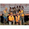 Image 5 : 1-day South Dakota Ringneck Pheasant Hunt for Four Hunters
