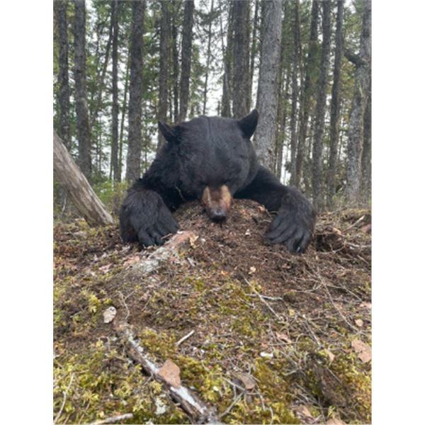5-day Newfoundland Black Bear Hunt for One Hunter