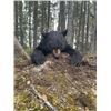 Image 1 : 5-day Newfoundland Black Bear Hunt for One Hunter