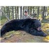 Image 2 : 5-day Newfoundland Black Bear Hunt for One Hunter