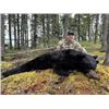 Image 3 : 5-day Newfoundland Black Bear Hunt for One Hunter
