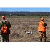 Image 2 : 2-day Alabama Bobwhite Quail Hunt for Four Hunters