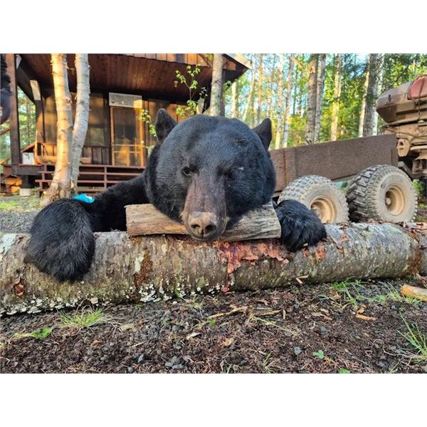 5-day New Brunswick Black Bear Hunt for One Hunter