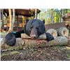 Image 1 : 5-day New Brunswick Black Bear Hunt for One Hunter