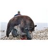 Image 3 : 6-day Alberta Black Bear Hunt for One Hunter and One Non-hunter
