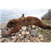 Image 4 : 6-day Alberta Black Bear Hunt for One Hunter and One Non-hunter