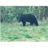 Image 5 : 6-day Alberta Black Bear Hunt for One Hunter and One Non-hunter
