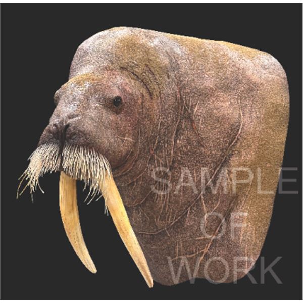 Walrus Replica Shoulder Mount