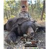 Image 1 : 5-day Arizona Black Bear Hunt for One Hunter