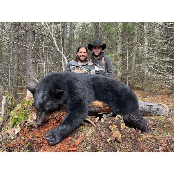 5-day British Columbia Black Bear Hunt for Two Hunters