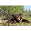 Image 2 : 6-day Alberta Black Bear and Canadian Geese Hunt for One Hunter and One Non Hunter