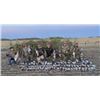 Image 3 : 6-day Alberta Black Bear and Canadian Geese Hunt for One Hunter and One Non Hunter
