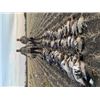 Image 4 : 6-day Alberta Black Bear and Canadian Geese Hunt for One Hunter and One Non Hunter