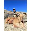 Image 1 : 3-day Mexico Aoudad hunt for One Hunter