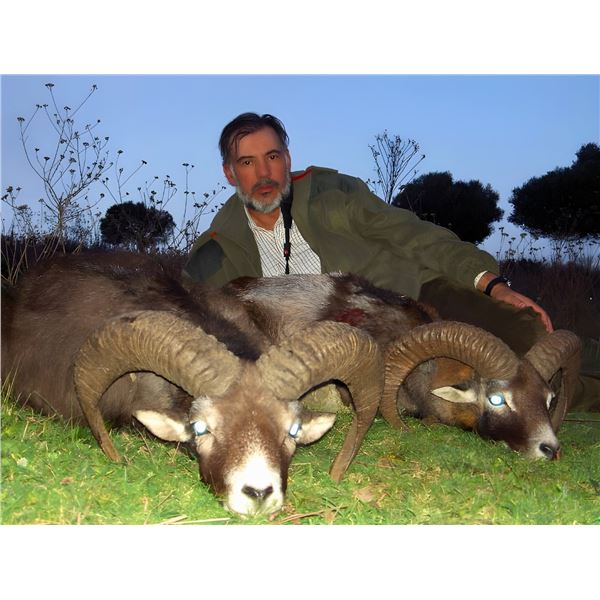 5-day Spain Bronze Medal Iberian Mouflon Hunt for One Hunter and One Non-Hunter