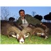 Image 1 : 5-day Spain Bronze Medal Iberian Mouflon Hunt for One Hunter and One Non-Hunter