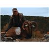Image 2 : 5-day Spain Bronze Medal Iberian Mouflon Hunt for One Hunter and One Non-Hunter