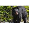 Image 1 : 5-day Newfoundland Black Bear Hunt for One Hunter