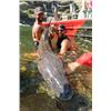 Image 2 : 2-day/3-night Idaho Fishing Trip for Six Anglers