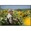 Image 3 : 4-day/3-night Argentina High Volume Dove Hunt for Two Hunters