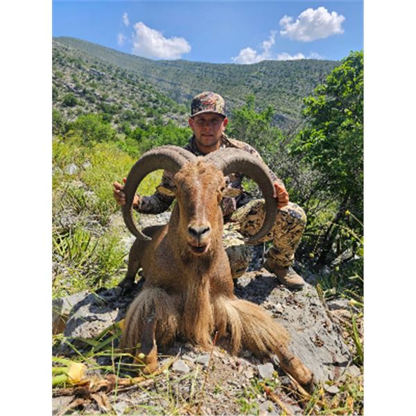4-day Mexico Aoudad Hunt for One Hunter