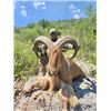 Image 2 : 4-day Mexico Aoudad Hunt for One Hunter