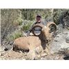 Image 3 : 4-day Mexico Aoudad Hunt for One Hunter