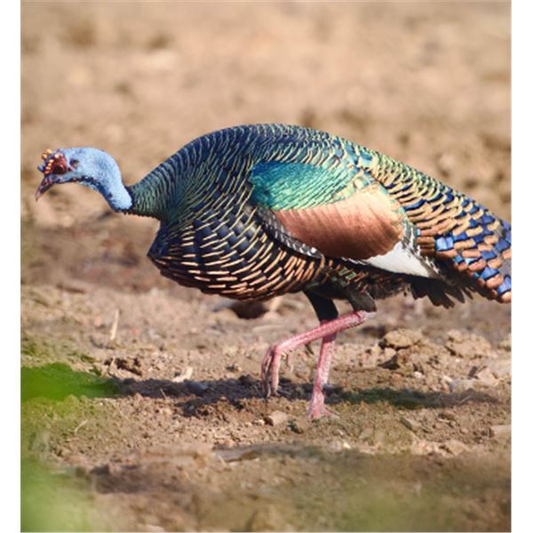 5-day Yucatan Ocellated Turkey and Brockett Deer Hunt for One Hunter
