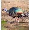 Image 1 : 5-day Yucatan Ocellated Turkey and Brockett Deer Hunt for One Hunter