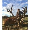Image 1 : 4-day/5-night Argentina Red Stag (Any Size) Hunt for One Hunter and One Non-Hunter