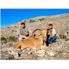 Image 1 : 3-day/2-night Texas Aoudad Hunt for One Hunter and One Non-hunter