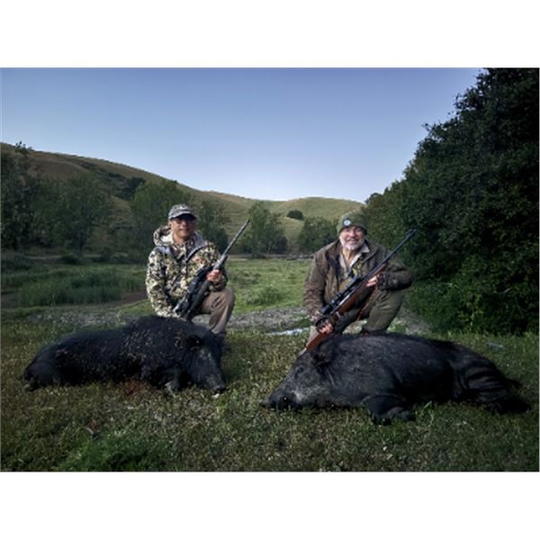 3-day California Hog Hunt for Two Hunters and Two Non-Hunters