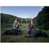 Image 1 : 3-day California Hog Hunt for Two Hunters and Two Non-Hunters