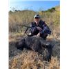 Image 2 : 3-day California Hog Hunt for Two Hunters and Two Non-Hunters
