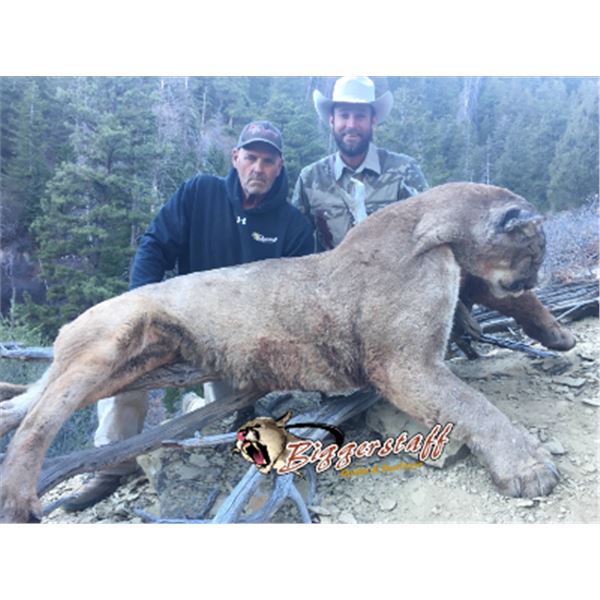 5-day Colorado Mountain Lion Hunt One Hunter