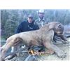 Image 1 : 5-day Colorado Mountain Lion Hunt One Hunter