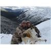 Image 2 : 10-day British Columbia Mountain Goat Hunt for One Hunter