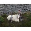 Image 4 : 10-day British Columbia Mountain Goat Hunt for One Hunter