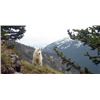 Image 7 : 10-day British Columbia Mountain Goat Hunt for One Hunter