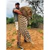 Image 1 : 12-day Namibia Leopard Hunt and Full Mount Taxidermy Credit ($10,000) for One Hunter and One No