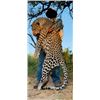 Image 2 : 12-day Namibia Leopard Hunt and Full Mount Taxidermy Credit ($10,000) for One Hunter and One No