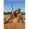 Image 3 : 12-day Namibia Leopard Hunt and Full Mount Taxidermy Credit ($10,000) for One Hunter and One No