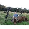 Image 1 : 5-day New Zealand Red Stag (Up to 500 SCI) Hunt for Two Hunters and Two Non-hunters