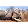 Image 1 : 14-Day Zimbabwe Exportable Elephant and Cape Buffalo Hunt for One Hunter and One Non-hunter