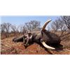 Image 2 : 14-Day Zimbabwe Exportable Elephant and Cape Buffalo Hunt for One Hunter and One Non-hunter