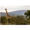 Image 2 : 10-day South Africa Plains Game Hunt with Craig Boddington for One Hunter and One Non-Hunter